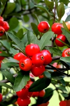 Mayhaw Tree (Crataegus Astivalis) - 5 Gallon Pot -Cheap Green Garden Store Crataegus aestivalis eastern mayhaw tree 3
