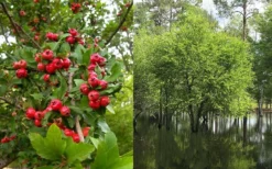 Mayhaw Tree (Crataegus Astivalis) - 5 Gallon Pot -Cheap Green Garden Store Crataegus aestivalis eastern mayhaw tree 4