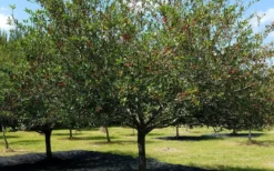 Mayhaw Tree (Crataegus Astivalis) - 5 Gallon Pot -Cheap Green Garden Store Crataegus aestivalis eastern mayhaw tree 5