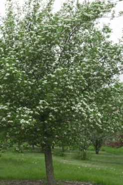 Mayhaw Tree (Crataegus Astivalis) - 5 Gallon Pot -Cheap Green Garden Store Crataegus aestivalis eastern mayhaw tree 9