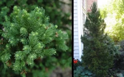 Black Dragon Cryptomeria - Japanese Cedar - 3 Gallon Pot -Cheap Green Garden Store Cryptomeria Black Dragon 2 1