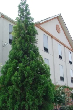 Radicans Cryptomeria (Japanese Cedar) - 7 Gallon Pot (3-4') 11 Radicans Cryptomeria (Japanese Cedar) - 7 Gallon Pot (3-4') -Cheap Green Garden Store Cryptomeria Radicans 1 500x750 1