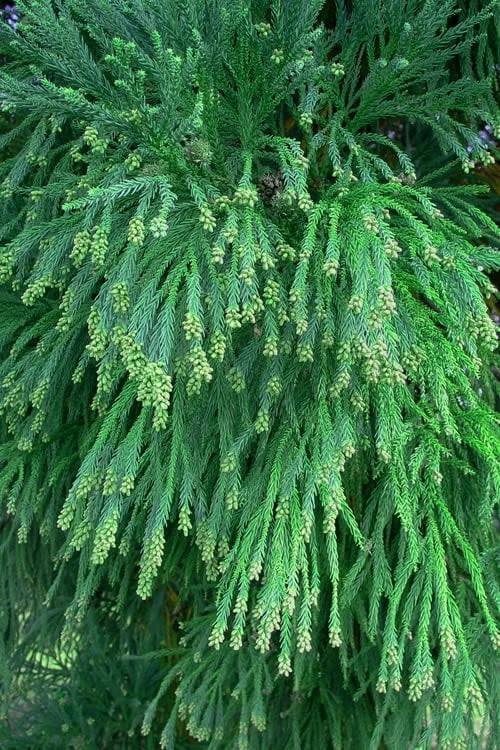 Radicans Cryptomeria (Japanese Cedar) - 7 Gallon Pot (4-5') 5 Radicans Cryptomeria (Japanese Cedar) - 7 Gallon Pot (4-5') - Image 5
