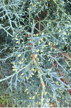 Carolina Sapphire Arizona Cypress - 7 Gallon Pot (3-4') -Cheap Green Garden Store Cypress Carolina Sapphire 23