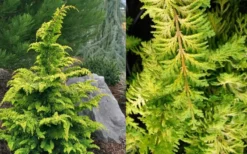 Gold Tip Fernspray Hinoki Cypress - 3 Gallon Pot -Cheap Green Garden Store Cypress Gold Tip Fernspray