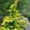 Gold Tip Fernspray Hinoki Cypress - 3 Gallon Pot