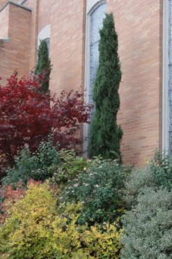 Italian Cypress - 6 Pack Of 1 Gallon Pots -Cheap Green Garden Store Cypress Italian 10