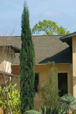 Italian Cypress - 2.5 Quart Pot