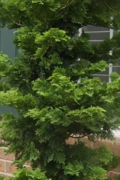 Slender Hinoki Cypress - 3 Gallon Pot (1.5-2') 8 Slender Hinoki Cypress - 3 Gallon Pot (1.5-2') -Cheap Green Garden Store Cypress Slender Hinoki 19