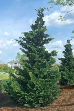 Slender Hinoki Cypress - 3 Gallon Pot (1.5-2') 9 Slender Hinoki Cypress - 3 Gallon Pot (1.5-2') -Cheap Green Garden Store Cypress Slender Hinoki Rev 500x750 1