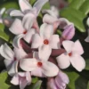 Eternal Fragrance Pink Summer Daphne - Daphne X Transatlantica 'BLAFRA' - 2 Gallon Pot