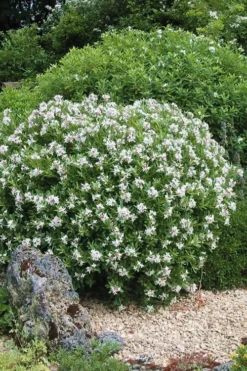 Eternal Fragrance Pink Summer Daphne - Daphne X Transatlantica 'BLAFRA' - 2 Gallon Pot -Cheap Green Garden Store Daphne Eternal Fragrance 5