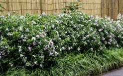 Eternal Fragrance Pink Summer Daphne - Daphne X Transatlantica 'BLAFRA' - 2 Gallon Pot -Cheap Green Garden Store Daphne Eternal Fragrance 6