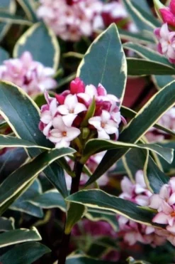 Variegated Pink Winter Daphne - 1 Gallon Pot