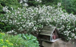 Summer Ice Daphne - 1 Gallon Pot -Cheap Green Garden Store Daphne Summer Ice 4