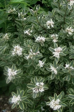 Summer Ice Daphne - 1 Gallon Pot -Cheap Green Garden Store Daphne Summer Ice 6