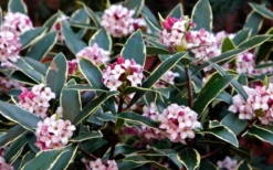 Variegated Pink Winter Daphne - 1 Gallon Pot -Cheap Green Garden Store Daphne odora Aureo Marginata