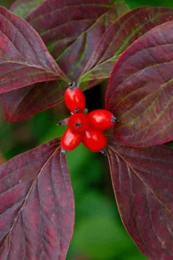 Appalachian Spring White Dogwood - 5 Gallon Pot -Cheap Green Garden Store Dogwood Appalachian Spring 3