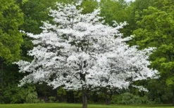 Cherokee Princess White Dogwood - 7 Gallon Pot (5-6') 8 Cherokee Princess White Dogwood - 7 Gallon Pot (5-6') -Cheap Green Garden Store Dogwood Cherokee Princess 50 3