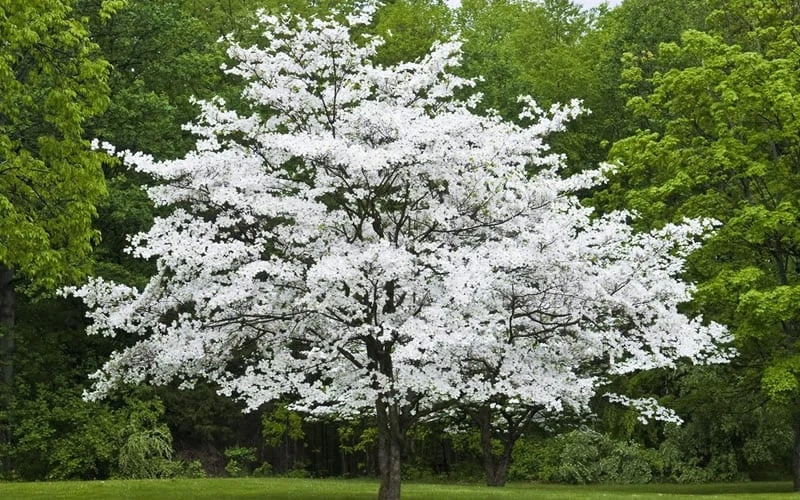 Cherokee Princess White Dogwood - 7 Gallon Pot (5-6') 4 Cherokee Princess White Dogwood - 7 Gallon Pot (5-6') - Image 4