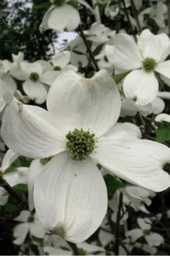 Jean's Appalachian Snow White Dogwood Tree - 3 Gallon Pot 12 Jean's Appalachian Snow White Dogwood Tree - 3 Gallon Pot -Cheap Green Garden Store Dogwood Cherokee Princess 500x750 1