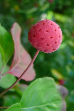 Pink Chinese Dogwood - Cornus Kousa 'Satomi' - 2 Gallon Pot 13 Pink Chinese Dogwood - Cornus Kousa 'Satomi' - 2 Gallon Pot -Cheap Green Garden Store Dogwood Chinese Pink Satomi 5