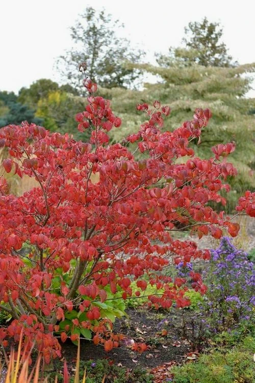 Pink Chinese Dogwood - Cornus Kousa 'Satomi' - 2 Gallon Pot 6 Pink Chinese Dogwood - Cornus Kousa 'Satomi' - 2 Gallon Pot - Image 6
