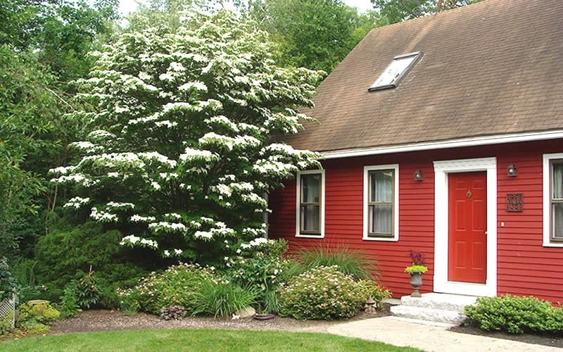 White Kousa Chinese Dogwood - Cornus Kousa - 3 Gallon Pot 5 White Kousa Chinese Dogwood - Cornus Kousa - 3 Gallon Pot - Image 5