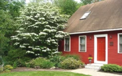 White Kousa Chinese Dogwood (Multi-Trunk) - 7 Gallon Pot (4-5') -Cheap Green Garden Store Dogwood Chinese White 1