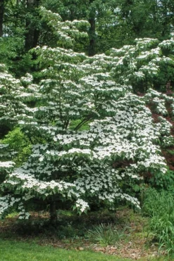 White Kousa Chinese Dogwood - Cornus Kousa - 3 Gallon Pot 11 White Kousa Chinese Dogwood - Cornus Kousa - 3 Gallon Pot -Cheap Green Garden Store Dogwood Chinese White 12