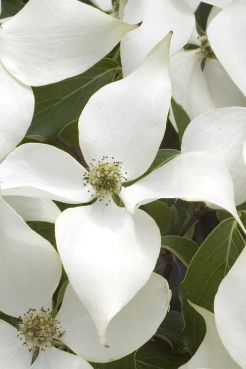 White Kousa Chinese Dogwood - Cornus Kousa - 3 Gallon Pot 6 White Kousa Chinese Dogwood - Cornus Kousa - 3 Gallon Pot - Image 6