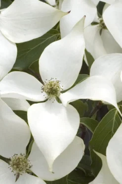 White Kousa Chinese Dogwood (Multi-Trunk) - 7 Gallon Pot (4-5') -Cheap Green Garden Store Dogwood Chinese White 15