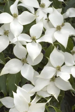White Kousa Chinese Dogwood (Multi-Trunk) - 7 Gallon Pot (4-5') -Cheap Green Garden Store Dogwood Chinese White 16