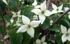 White Kousa Chinese Dogwood - Cornus Kousa - 3 Gallon Pot 15 White Kousa Chinese Dogwood - Cornus Kousa - 3 Gallon Pot -Cheap Green Garden Store Dogwood Chinese White 2 1