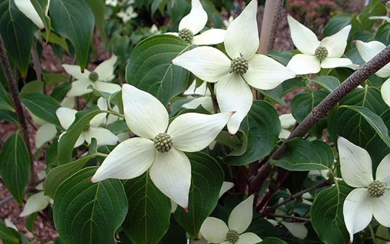 White Kousa Chinese Dogwood - Cornus Kousa - 3 Gallon Pot 8 White Kousa Chinese Dogwood - Cornus Kousa - 3 Gallon Pot - Image 8
