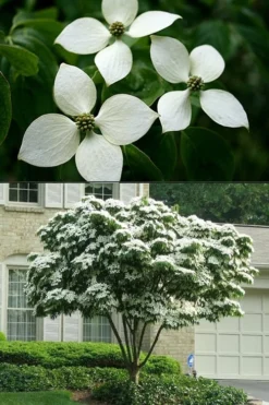 White Kousa Chinese Dogwood - Cornus Kousa - 3 Gallon Pot 14 White Kousa Chinese Dogwood - Cornus Kousa - 3 Gallon Pot -Cheap Green Garden Store Dogwood Chinese White 2 500x750 1
