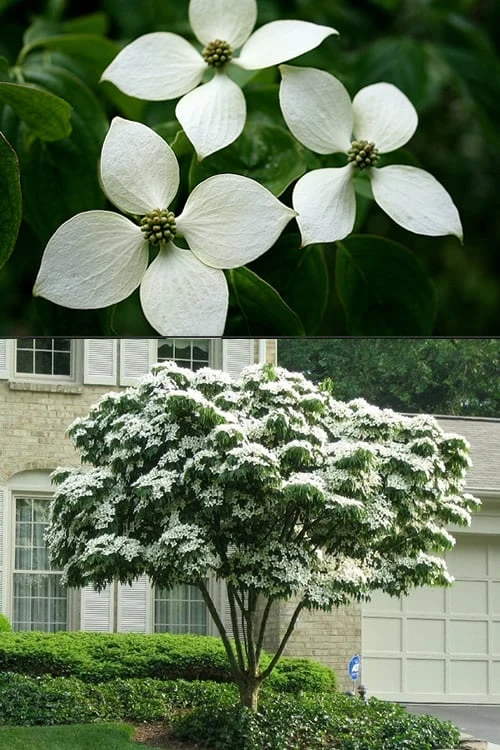 White Kousa Chinese Dogwood - Cornus Kousa - 3 Gallon Pot 7 White Kousa Chinese Dogwood - Cornus Kousa - 3 Gallon Pot - Image 7