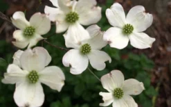 Cherokee Princess White Dogwood - 3 Gallon Pot -Cheap Green Garden Store Dogwood Chrokee Princess Flowers