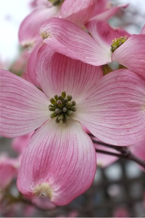 Pink Dogwood Tree - Cornus Florida - 3 Gallon Pot 1 Pink Dogwood Tree - Cornus Florida - 3 Gallon Pot