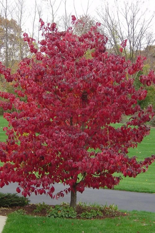 Pink Dogwood Tree - Cornus Florida - 3 Gallon Pot 5 Pink Dogwood Tree - Cornus Florida - 3 Gallon Pot - Image 5