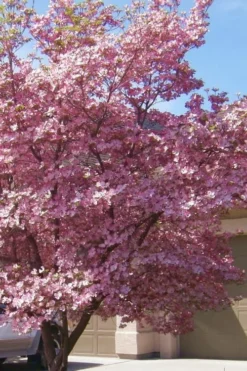 Pink Dogwood Tree - Cornus Florida - 3 Gallon Pot 8 Pink Dogwood Tree - Cornus Florida - 3 Gallon Pot -Cheap Green Garden Store Dogwood Pink 13