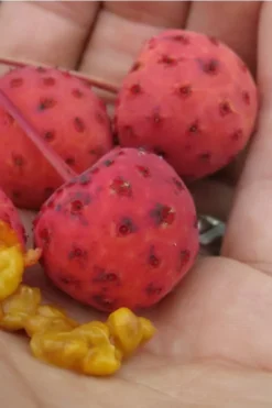Scarlet Fire Dogwood (Cornus Kousa) - 1 Gallon Pot 15 Scarlet Fire Dogwood (Cornus Kousa) - 1 Gallon Pot -Cheap Green Garden Store Dogwood Scarlet Fire 10