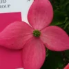 Scarlet Fire Dogwood (Cornus Kousa) - 1 Gallon Pot