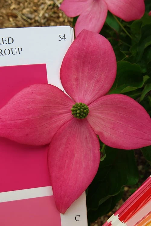 Scarlet Fire Dogwood (Cornus Kousa) - 1 Gallon Pot 1 Scarlet Fire Dogwood (Cornus Kousa) - 1 Gallon Pot