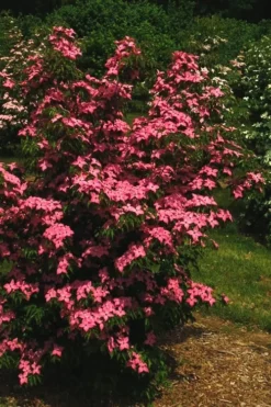 Scarlet Fire Dogwood (Cornus Kousa) - 1 Gallon Pot 14 Scarlet Fire Dogwood (Cornus Kousa) - 1 Gallon Pot -Cheap Green Garden Store Dogwood Scarlet Fire 12