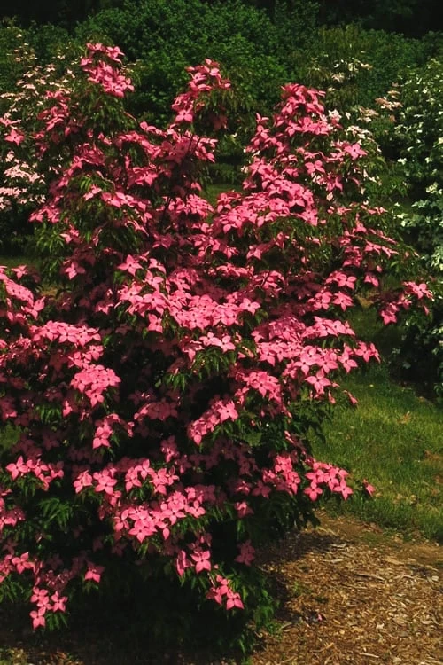 Scarlet Fire Dogwood (Cornus Kousa) - 1 Gallon Pot 7 Scarlet Fire Dogwood (Cornus Kousa) - 1 Gallon Pot - Image 7