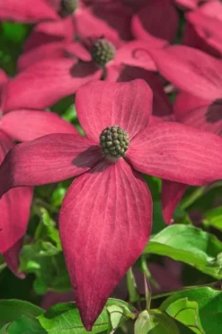Scarlet Fire Dogwood (Cornus Kousa) - 1 Gallon Pot 12 Scarlet Fire Dogwood (Cornus Kousa) - 1 Gallon Pot -Cheap Green Garden Store Dogwood Scarlet Fire 13