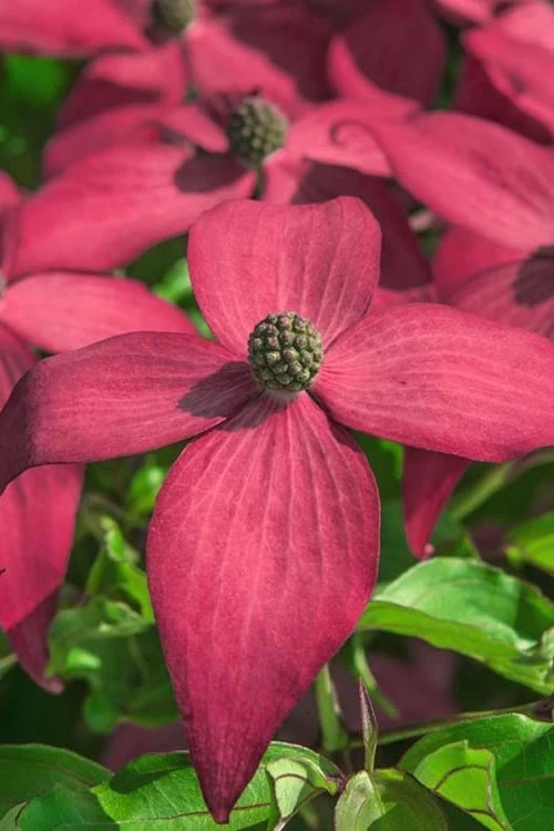 Scarlet Fire Dogwood (Cornus Kousa) - 1 Gallon Pot 5 Scarlet Fire Dogwood (Cornus Kousa) - 1 Gallon Pot - Image 5