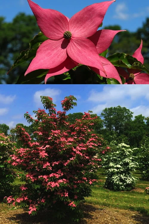 Scarlet Fire Dogwood (Cornus Kousa) - 1 Gallon Pot 6 Scarlet Fire Dogwood (Cornus Kousa) - 1 Gallon Pot - Image 6