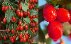 Goji Berry Plant - Lycium Barbarum - 1 Gallon Pot -Cheap Green Garden Store Dynamite Goji Berry